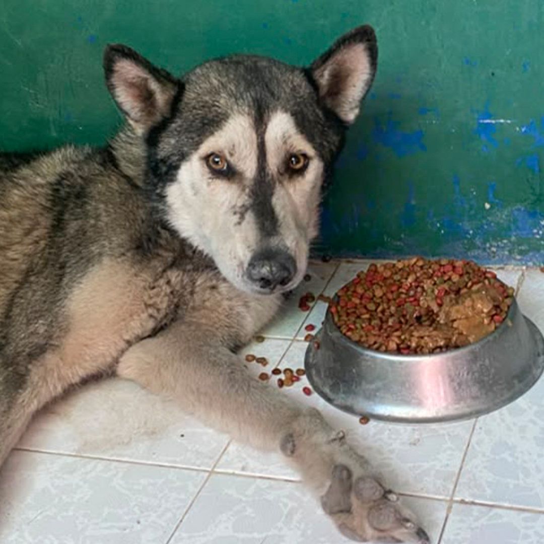 Resguardan a Perro que fue Agredido en la Colonia Luis Donaldo Colosio en Torreón